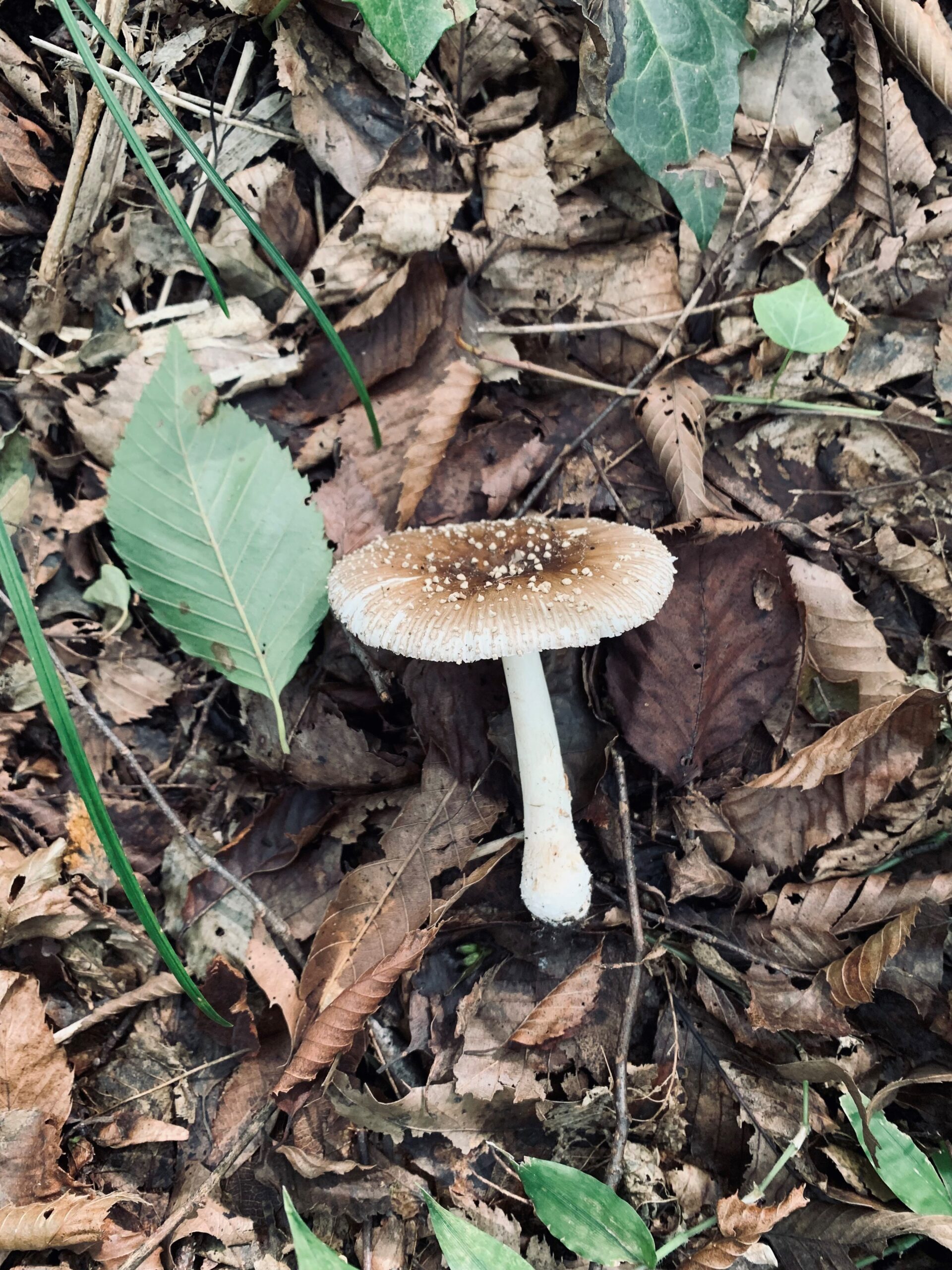 🍄🍄きのこがたくさん🍄🍄