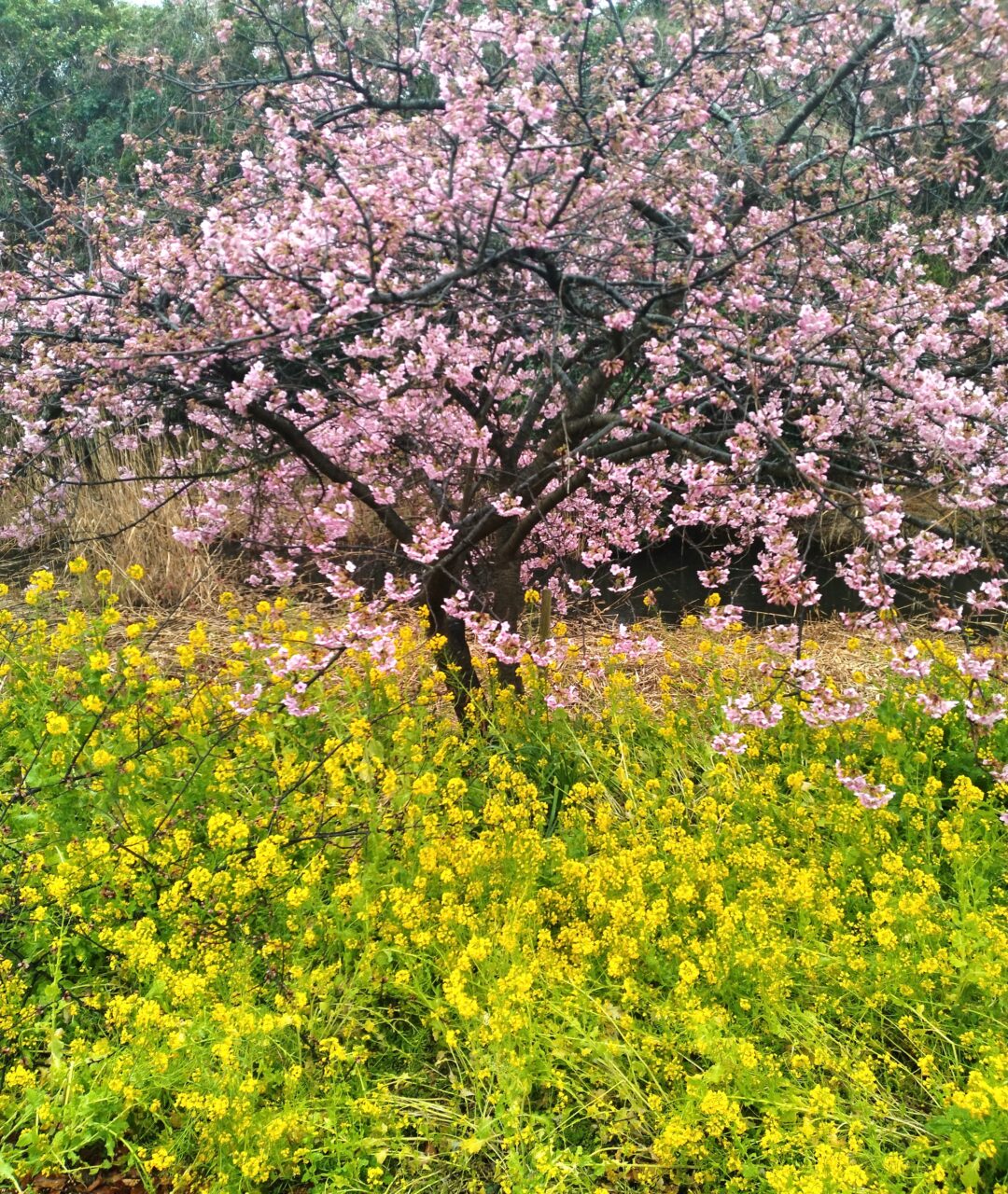 🌸春の芽吹き🌸